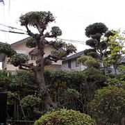 庭木の剪定その1