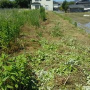 田んぼの草刈り