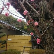 草引きと屋根掃除