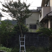 竹林の伐採と庭木の草引き