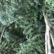 倒木の撤去